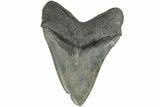 Serrated, Fossil Megalodon Tooth - South Carolina #186049-2